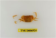 藏品(南澳澤蟹)的圖片